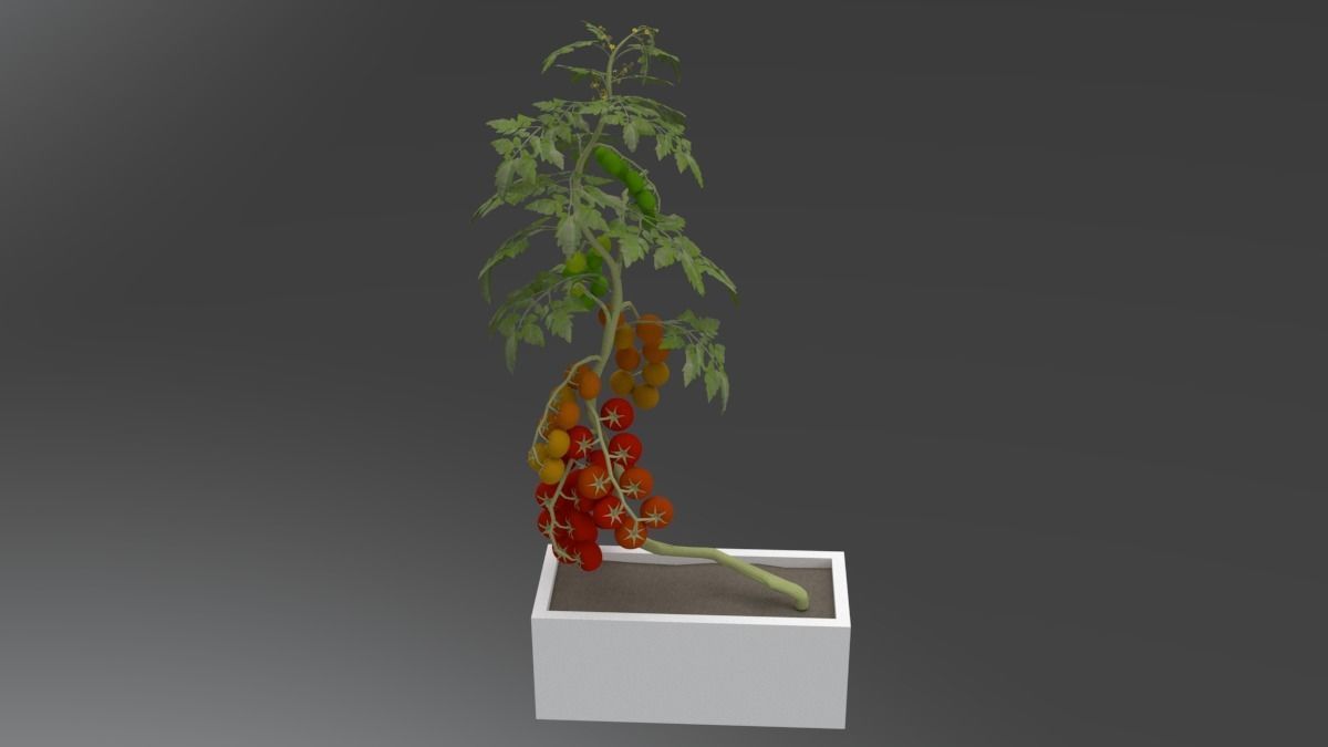 tomato plant in box 3D model_1