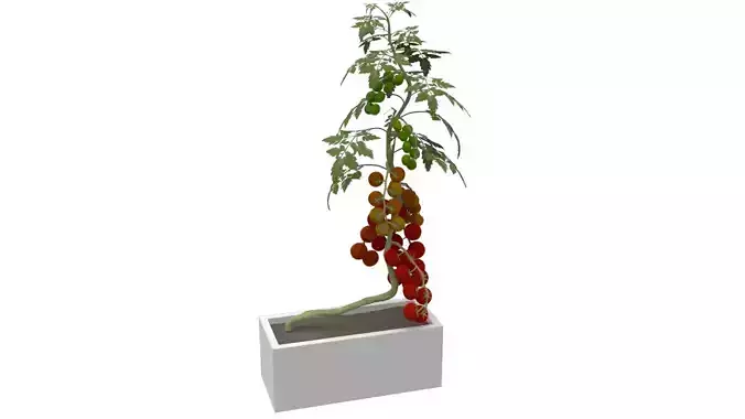 tomato plant in box 3D model