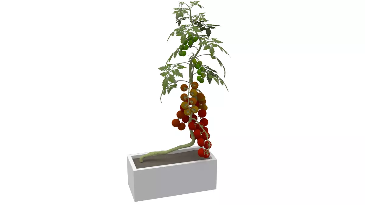 tomato plant in box 3D model_0