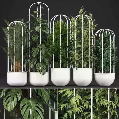 Collection of ornamental plants Exotic plants in white pot  101 3D model