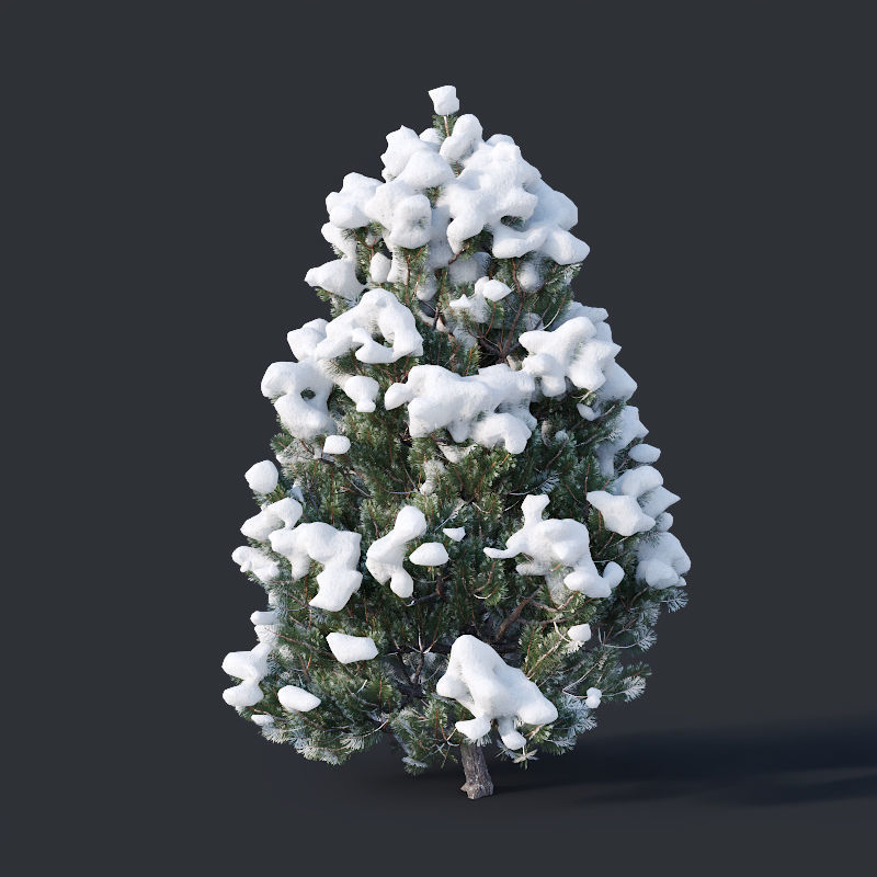 Pinus sylvestris Nr10 H1m-3m Winter Five tree set 3D model_6
