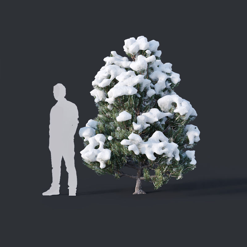 Pinus sylvestris Nr10 H1m-3m Winter Five tree set 3D model_2