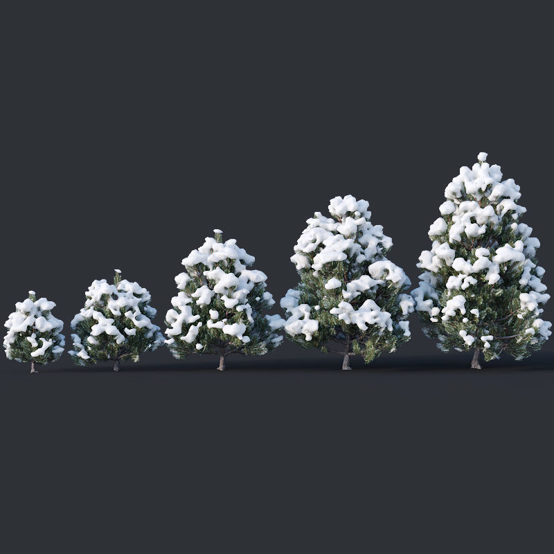 Pinus sylvestris Nr10 H1m-3m Winter Five tree set 3D model_1