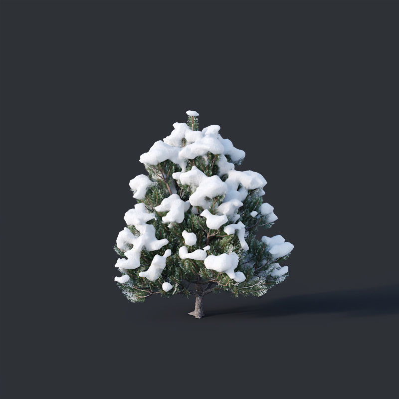 Pinus sylvestris Nr10 H1m-3m Winter Five tree set 3D model_3