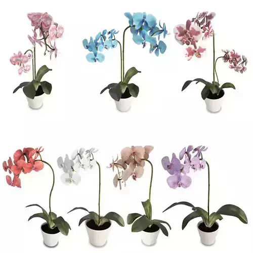 Orchids Flowers 3D model
