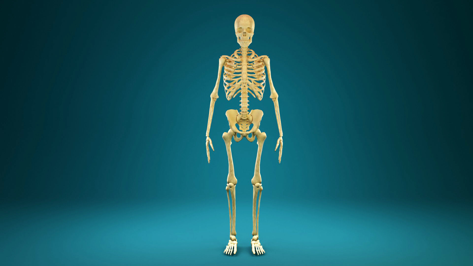 Skeleton - Human Low-poly 3D model_6