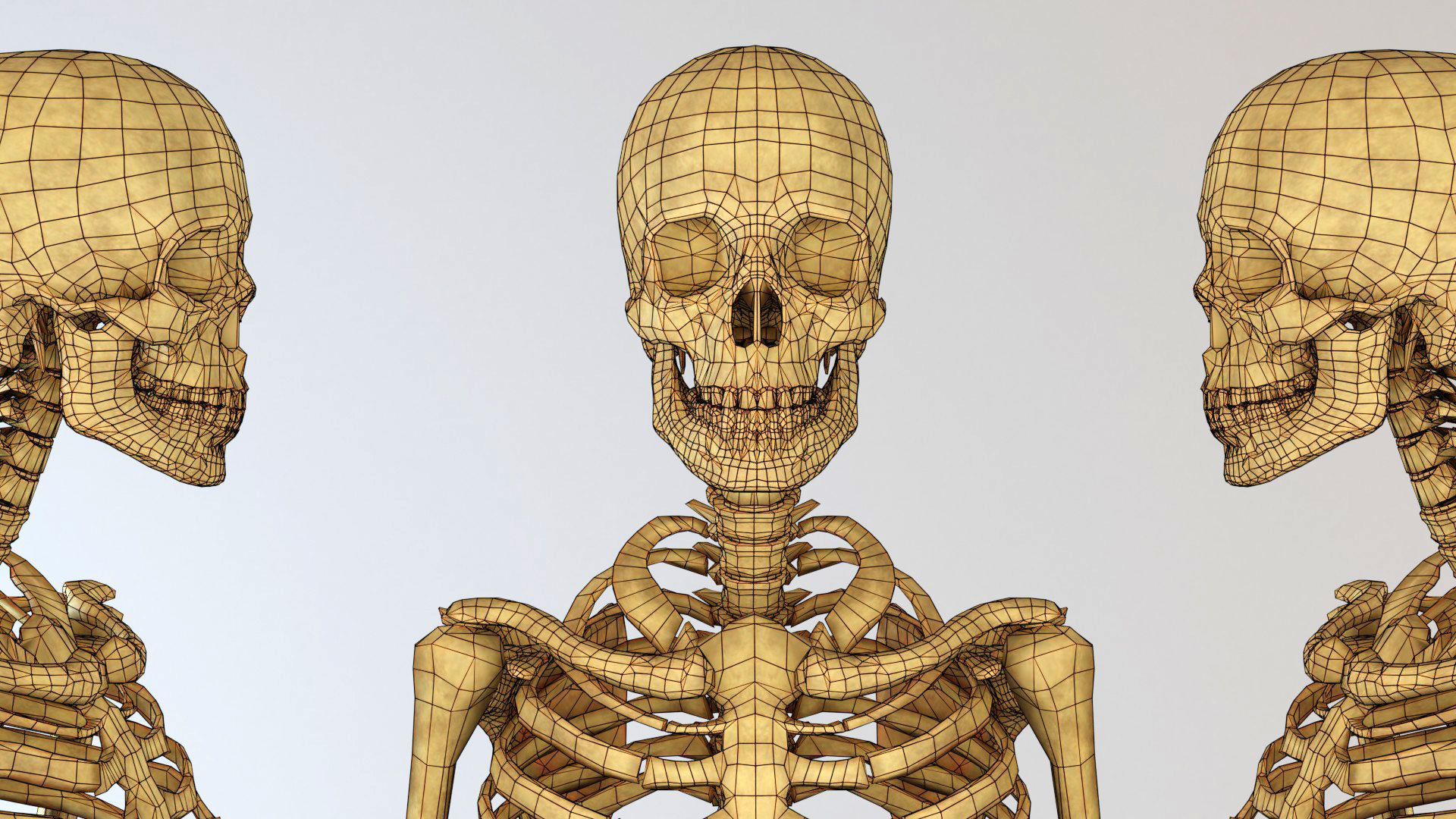 Skeleton - Human Low-poly 3D model_3