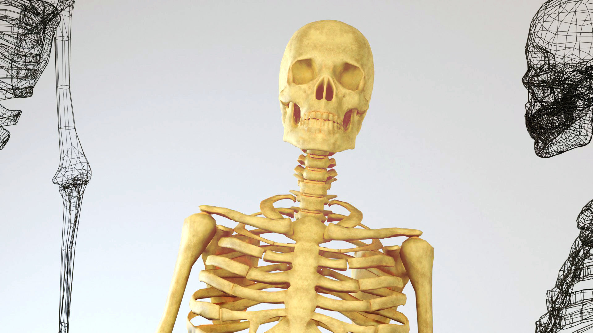 Skeleton - Human Low-poly 3D model_1