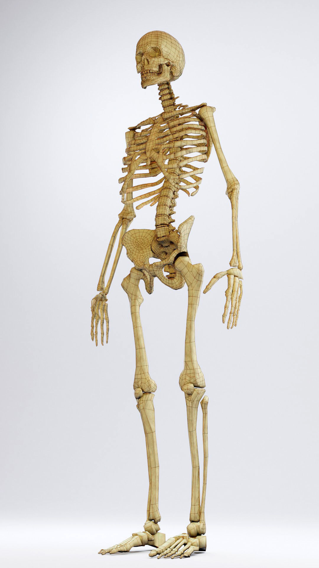Skeleton - Human Low-poly 3D model_2