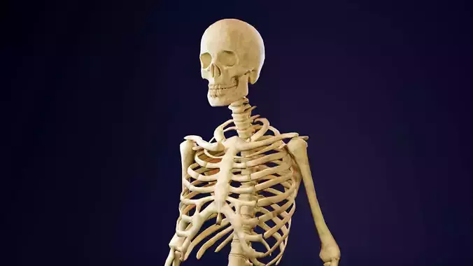 Skeleton - Human Low-poly 3D model