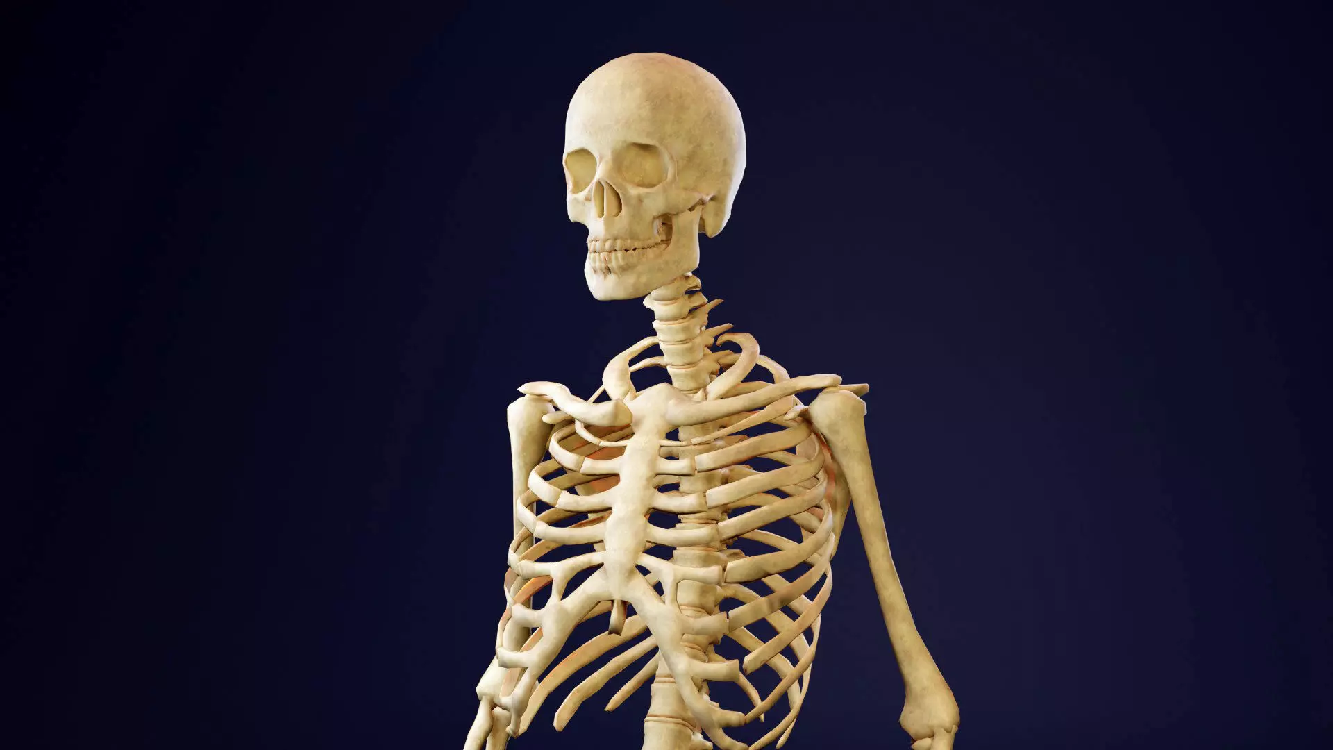 Skeleton - Human Low-poly 3D model_0