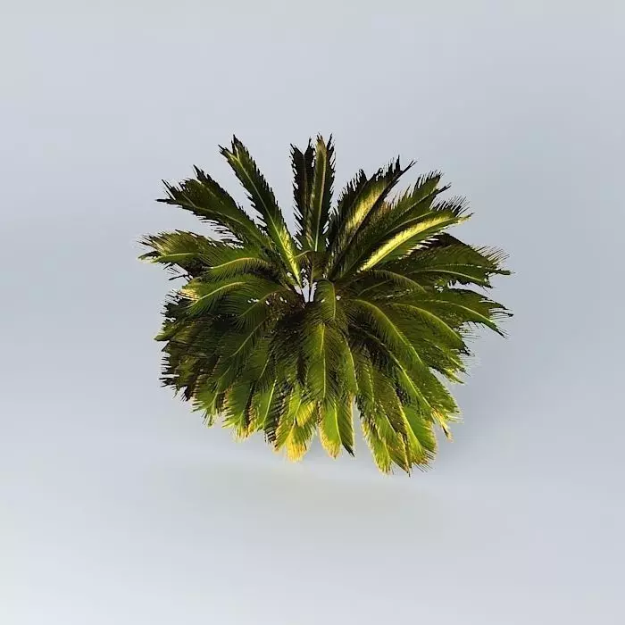 Palma 2D Free 3D model