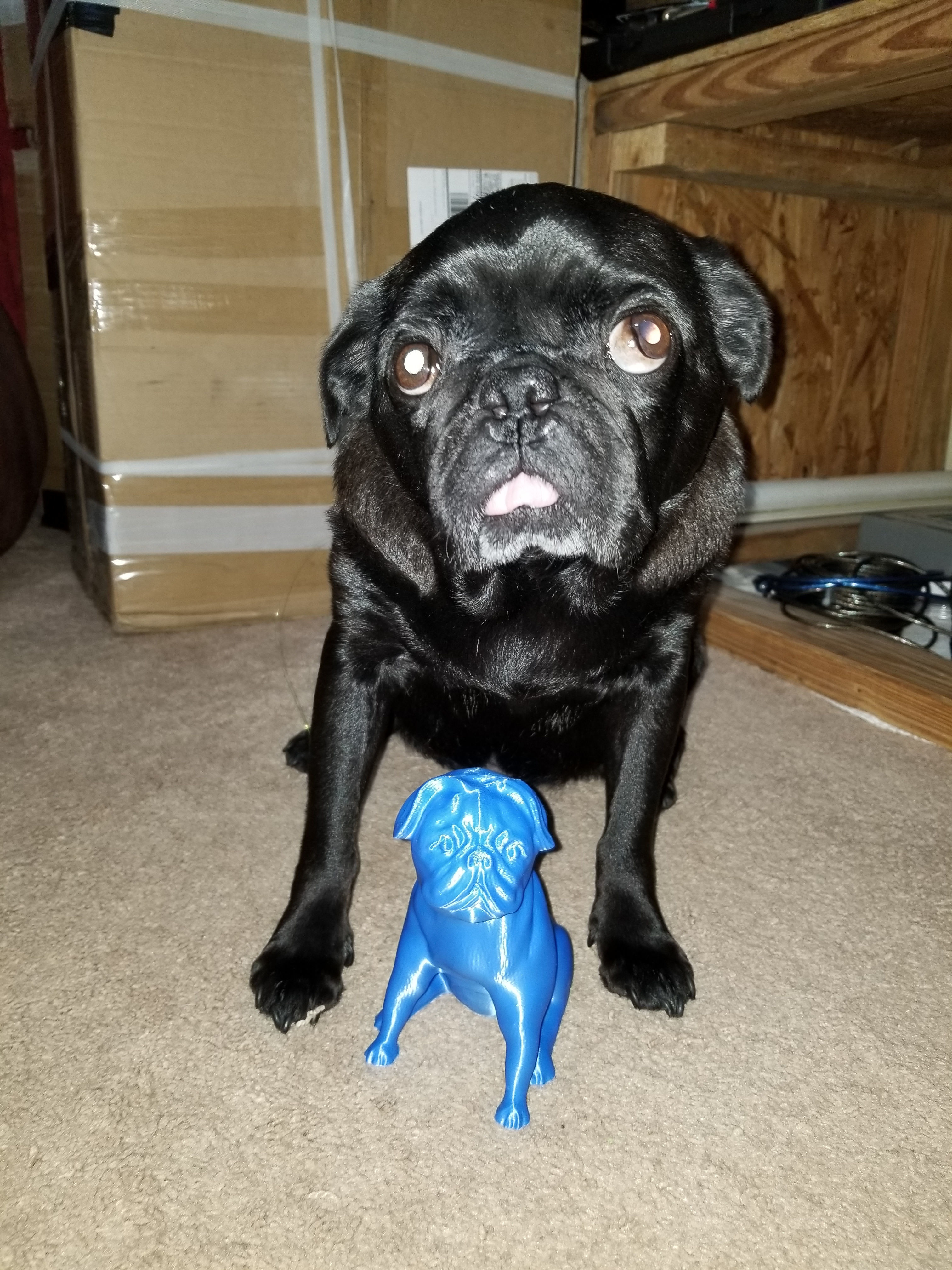 Pug Dog 3D print model_1