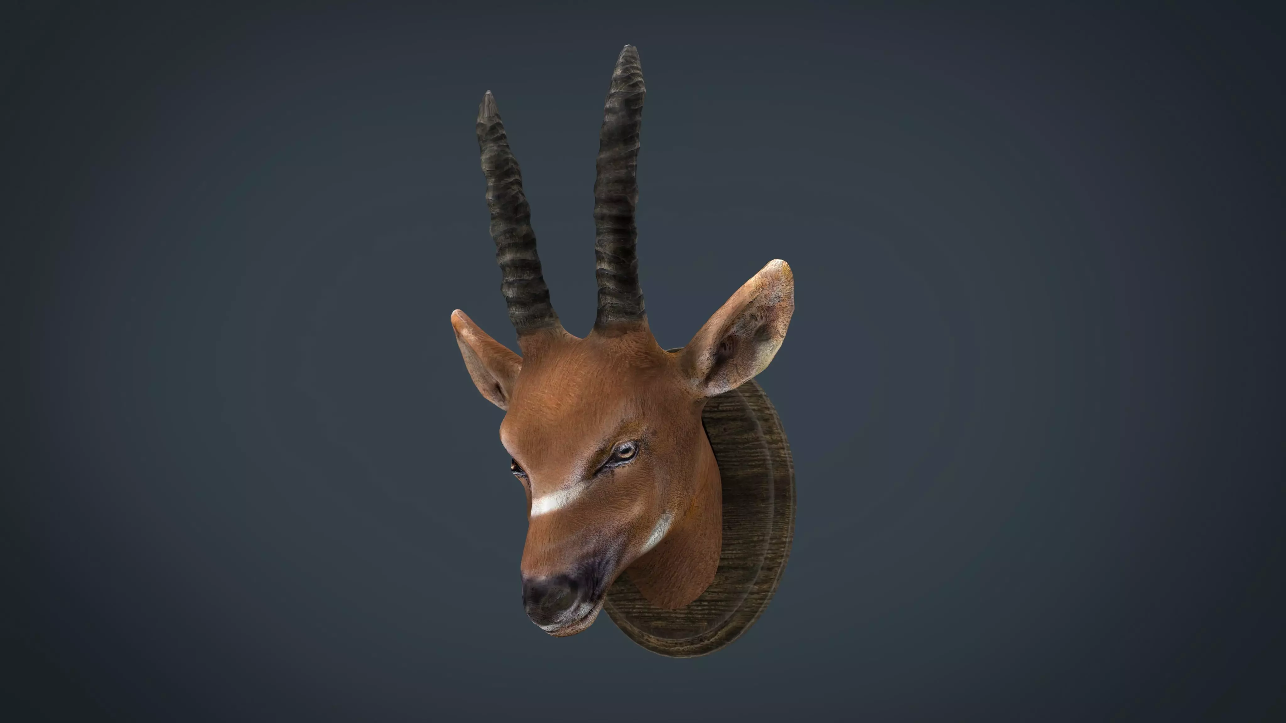African Antelope mount Low-poly 3D model_0