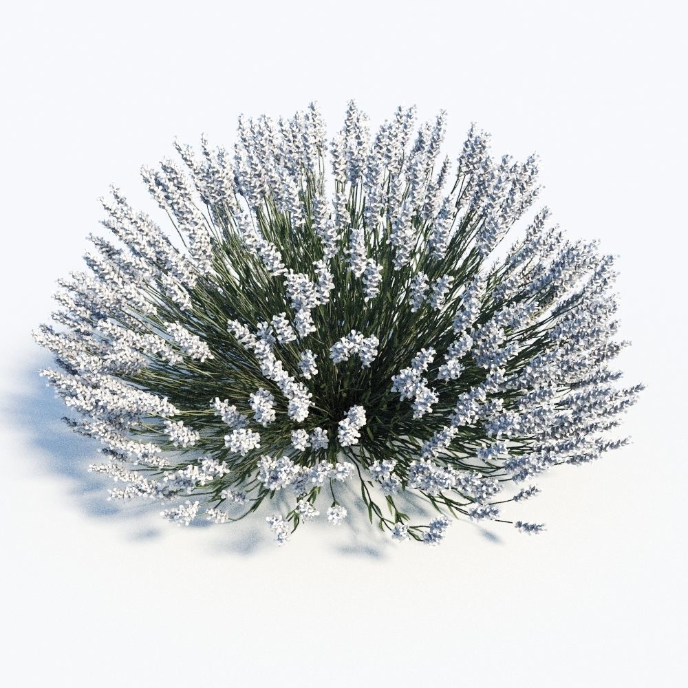 Lavandula Set lavender flowers 3D model_10