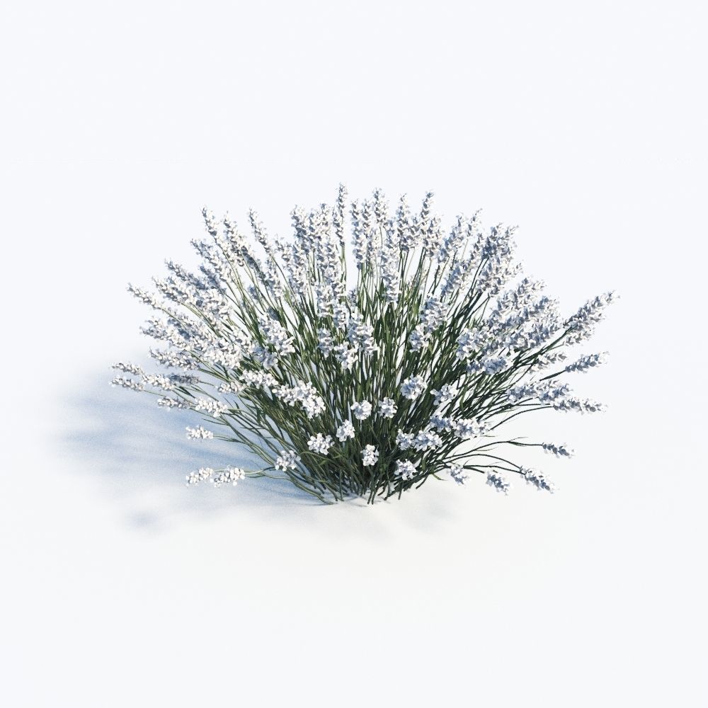 Lavandula Set lavender flowers 3D model_11