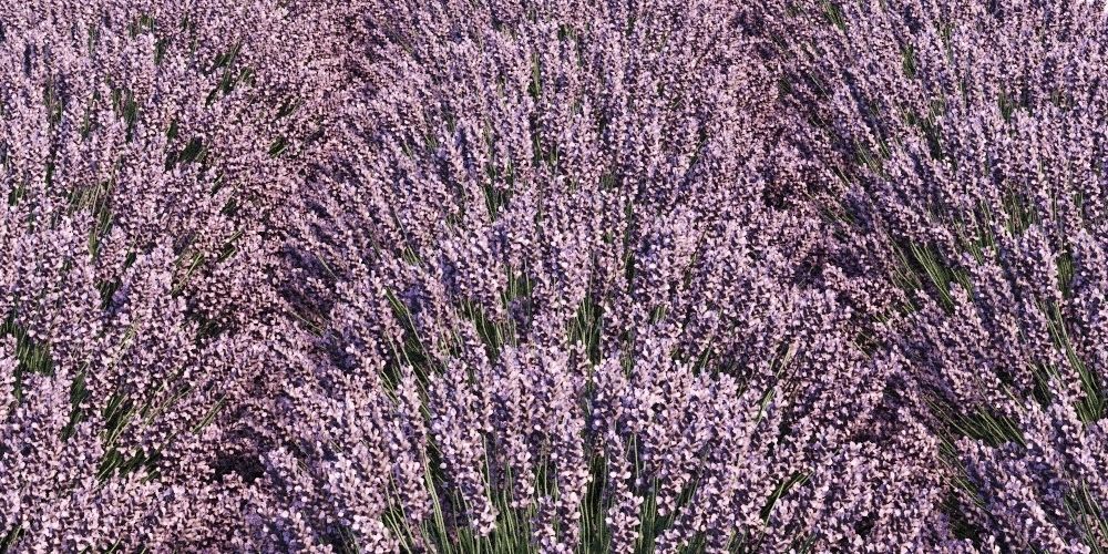 Lavandula Set lavender flowers 3D model_5