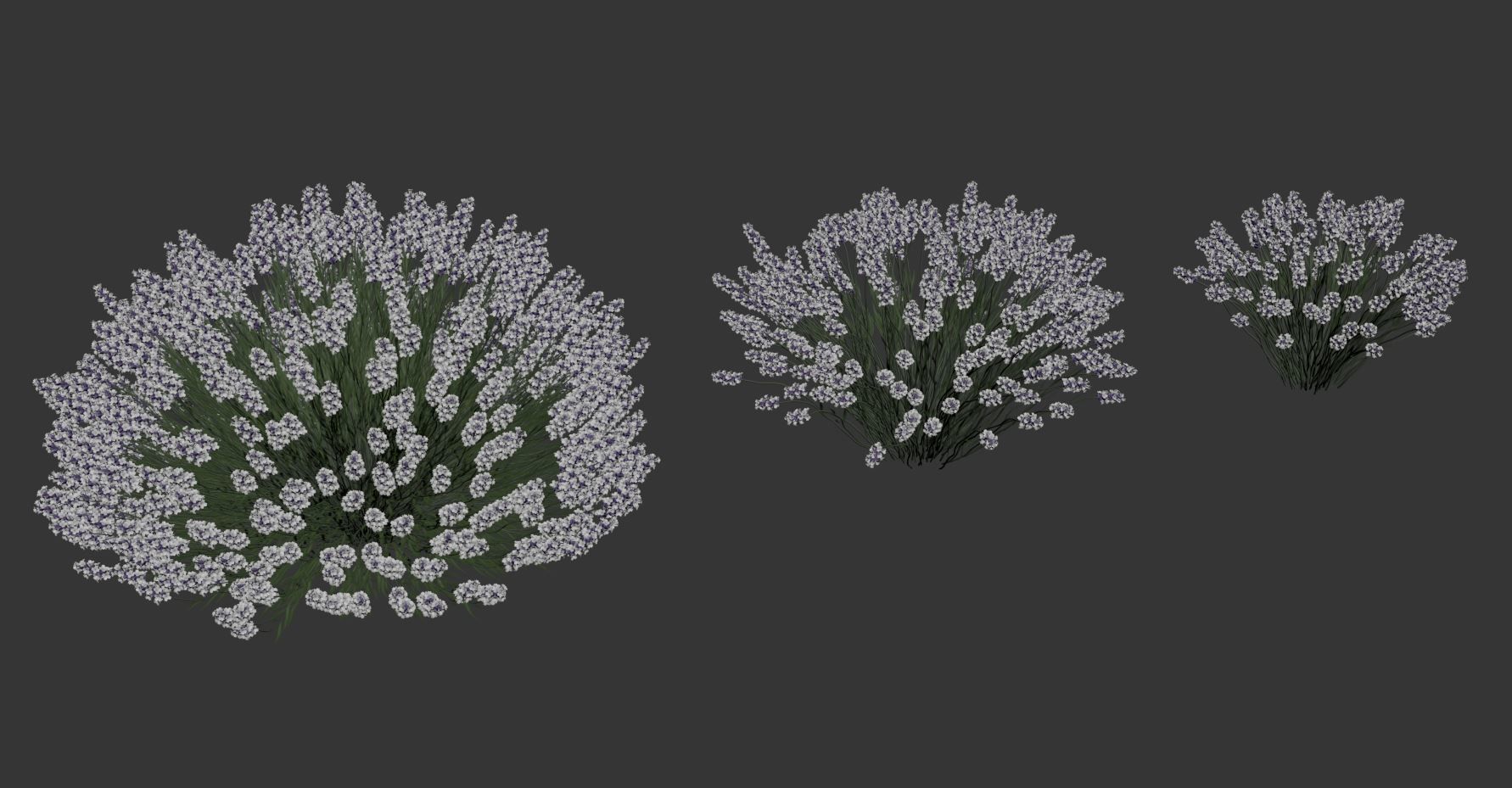 Lavandula Set lavender flowers 3D model_13