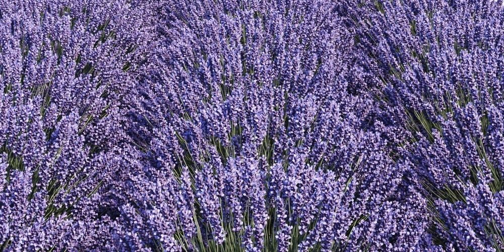 Lavandula Set lavender flowers 3D model_1