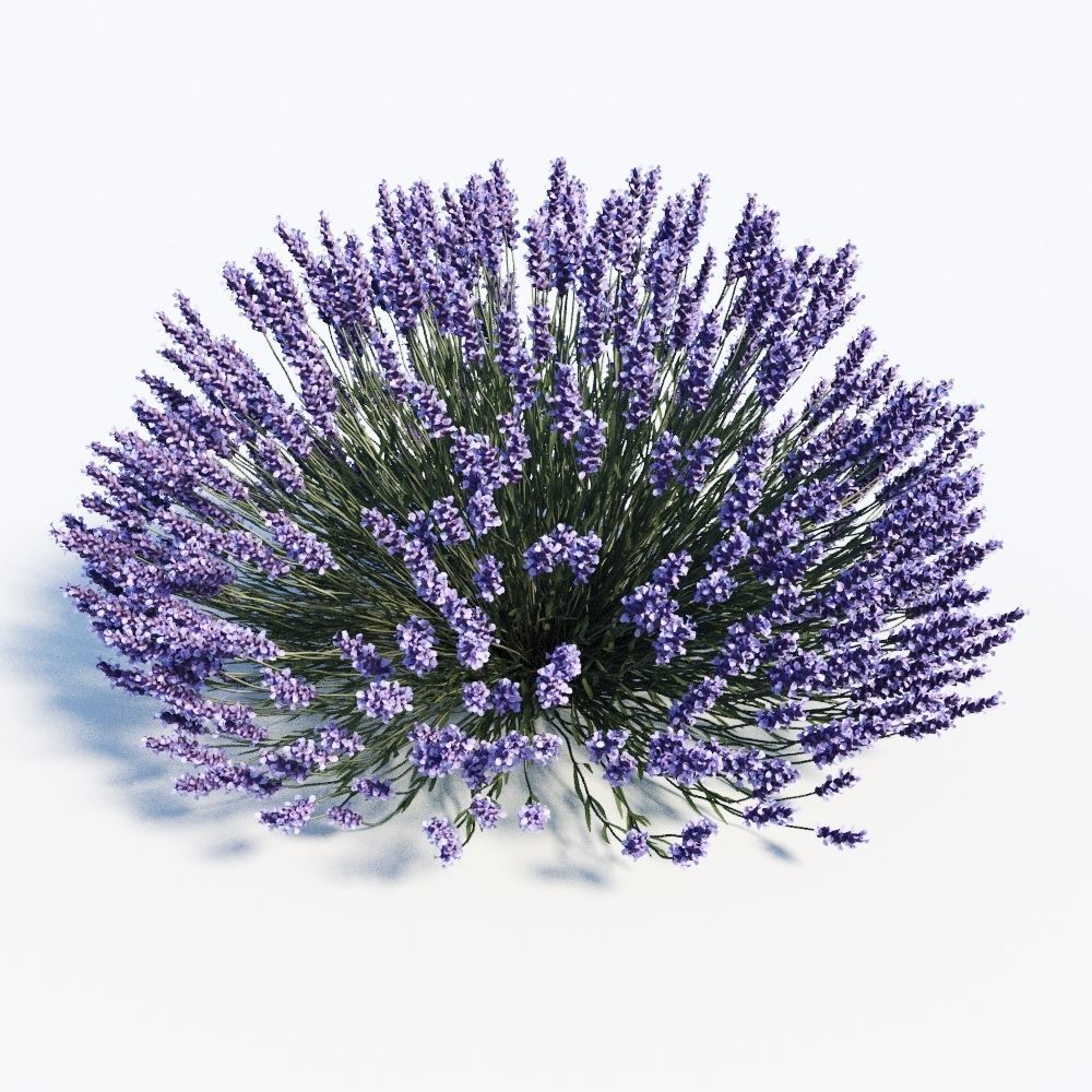 Lavandula Set lavender flowers 3D model_2