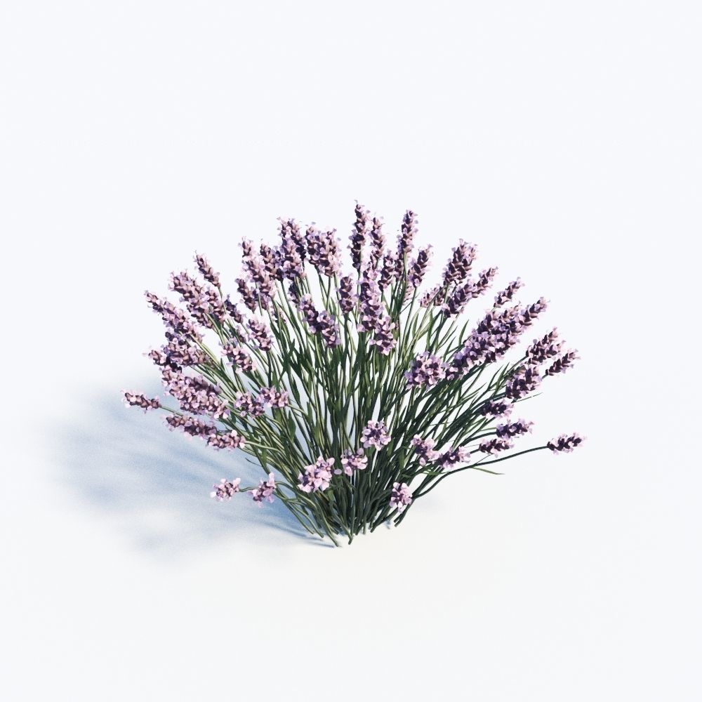 Lavandula Set lavender flowers 3D model_8