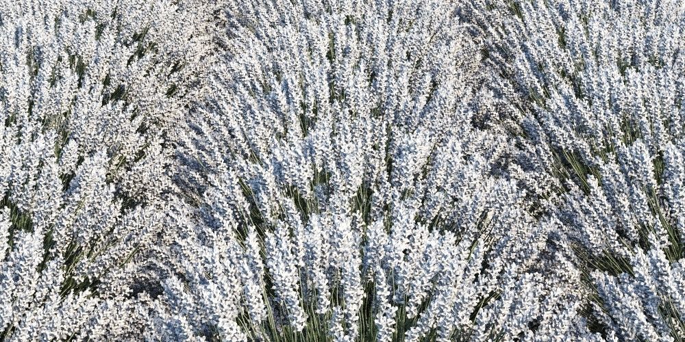 Lavandula Set lavender flowers 3D model_9