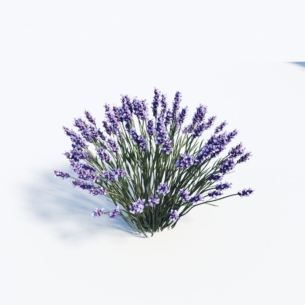 Lavandula Set lavender flowers 3D model_4