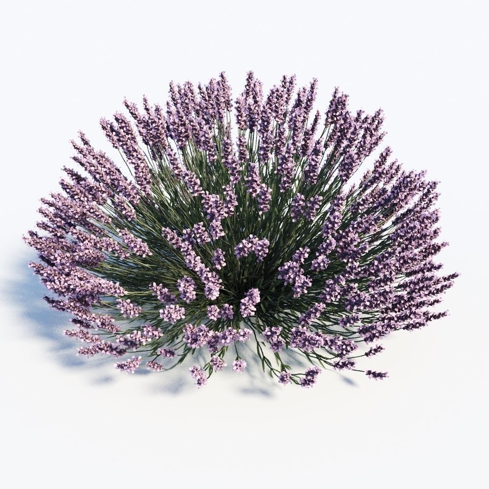Lavandula Set lavender flowers 3D model_6