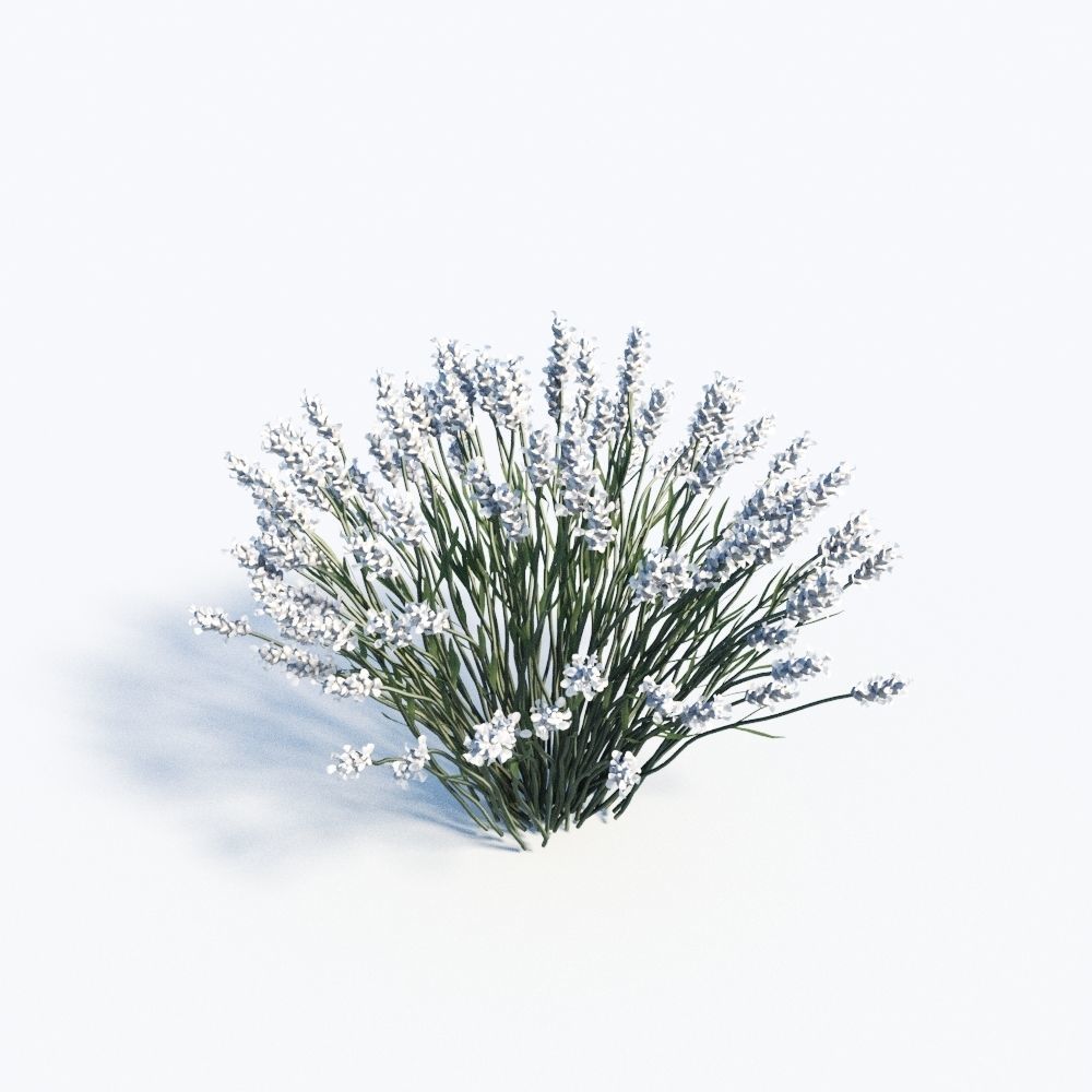 Lavandula Set lavender flowers 3D model_12
