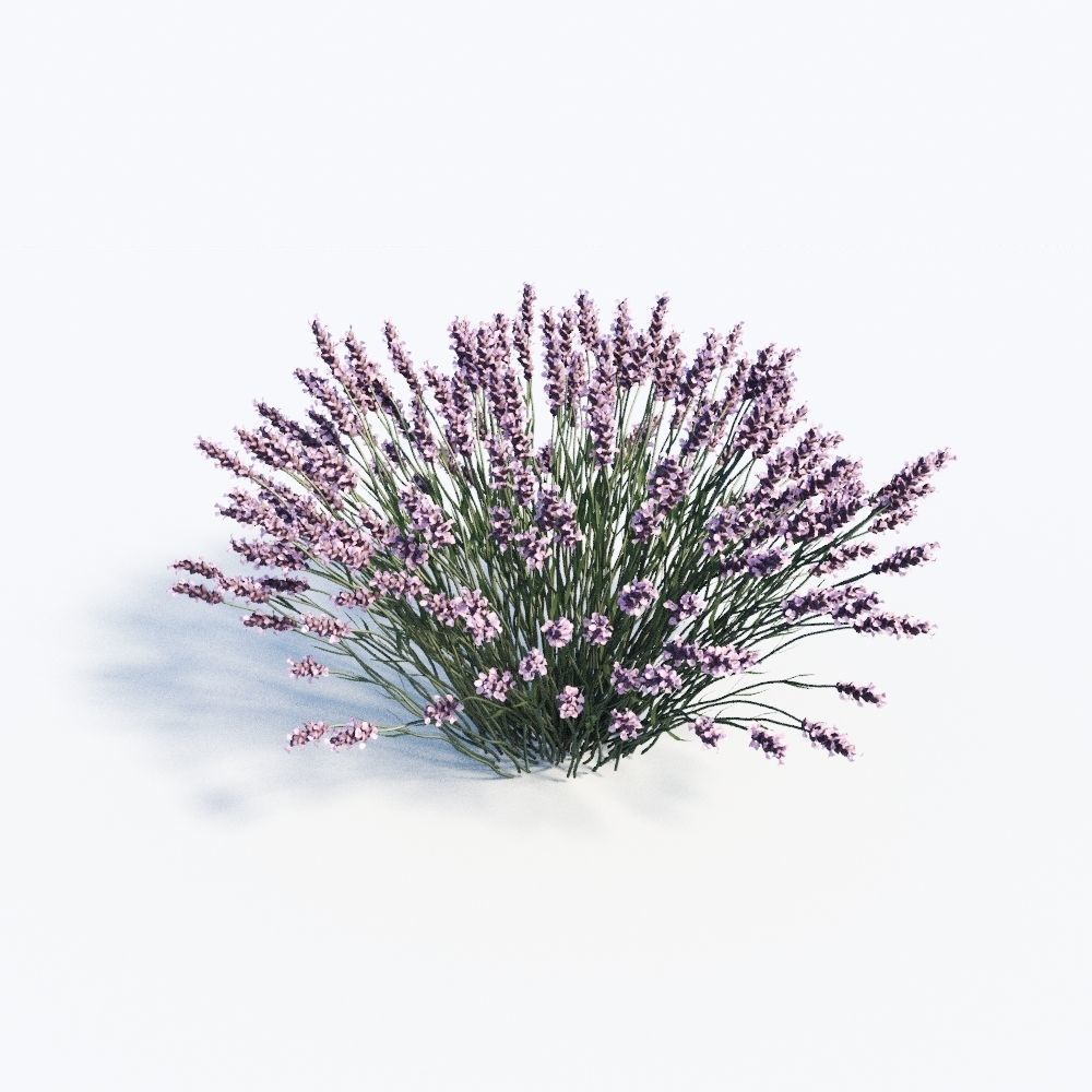 Lavandula Set lavender flowers 3D model_7