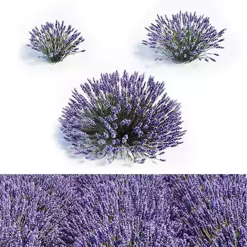 Lavandula Set lavender flowers 3D model Lavandula Set lavender flowers 3D model