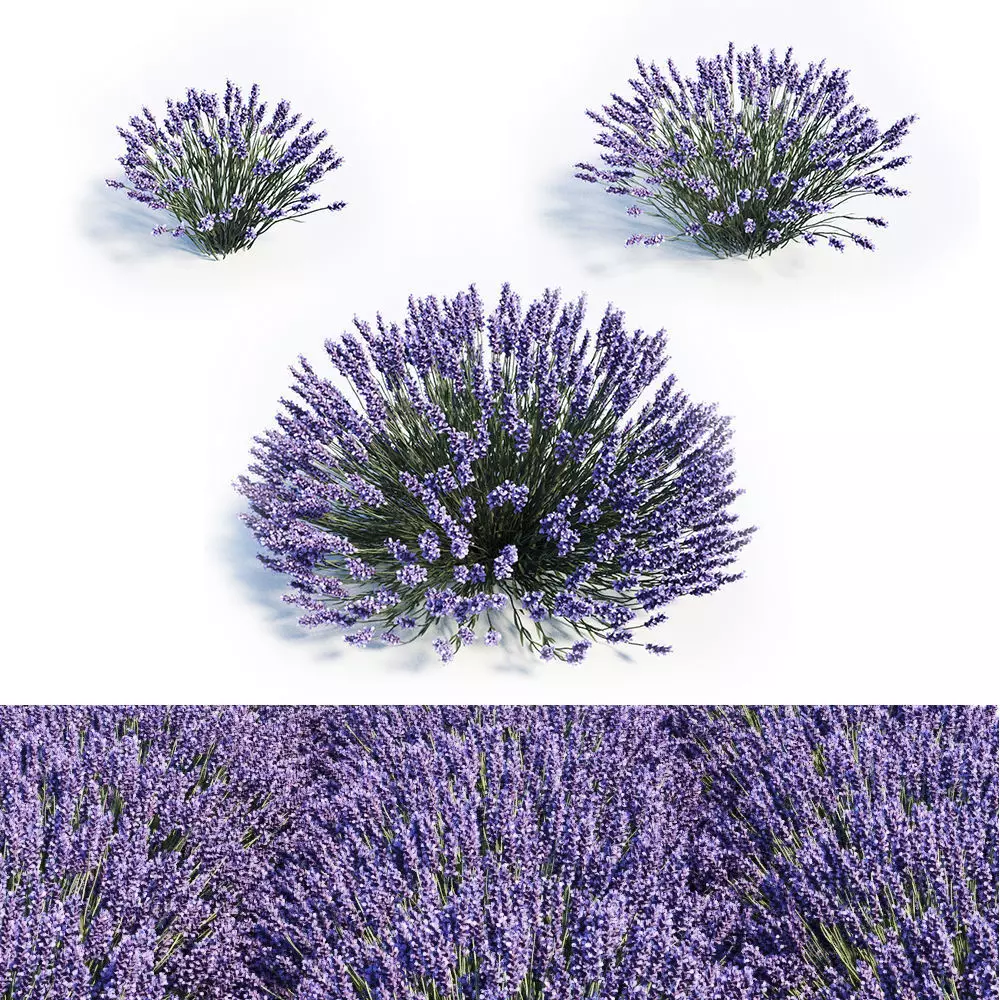 Lavandula Set lavender flowers 3D model_0