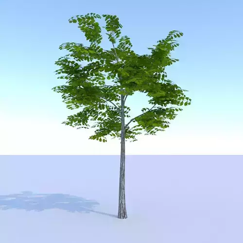 Oak Summer Low Poly