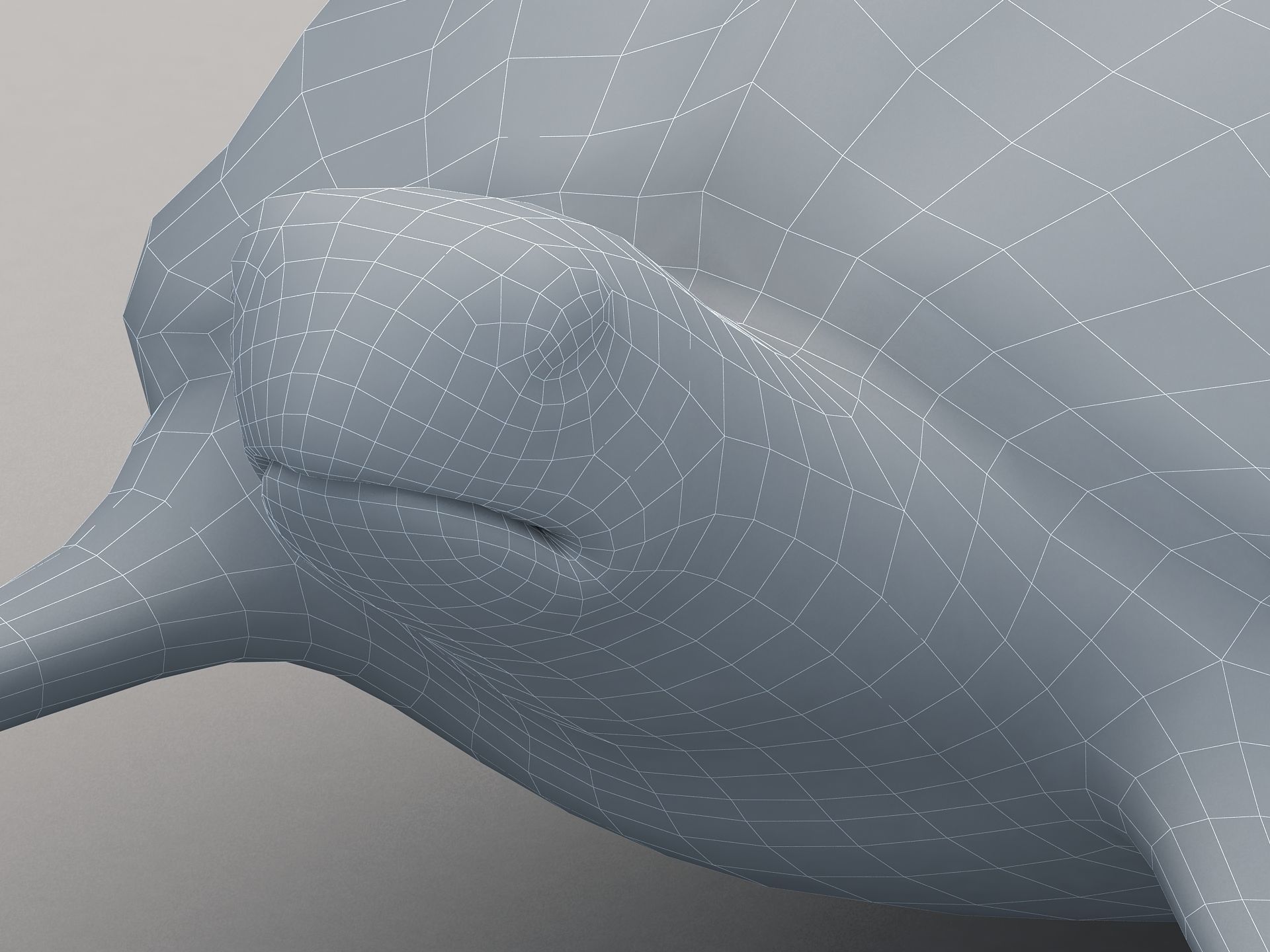 Leatherback Sea Turtle Dermochelys Coriacea Low-poly 3D model_6