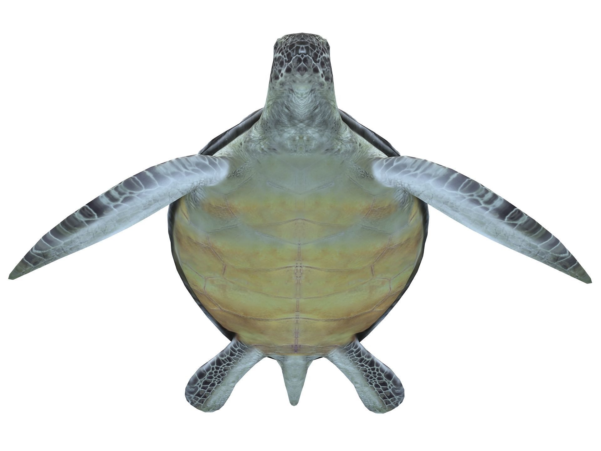 Leatherback Sea Turtle Dermochelys Coriacea Low-poly 3D model_12