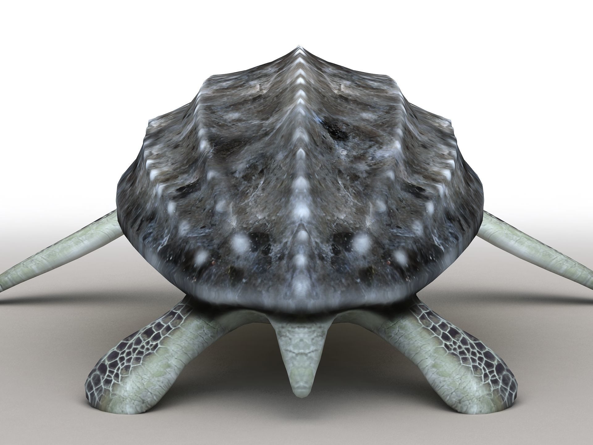 Leatherback Sea Turtle Dermochelys Coriacea Low-poly 3D model_4