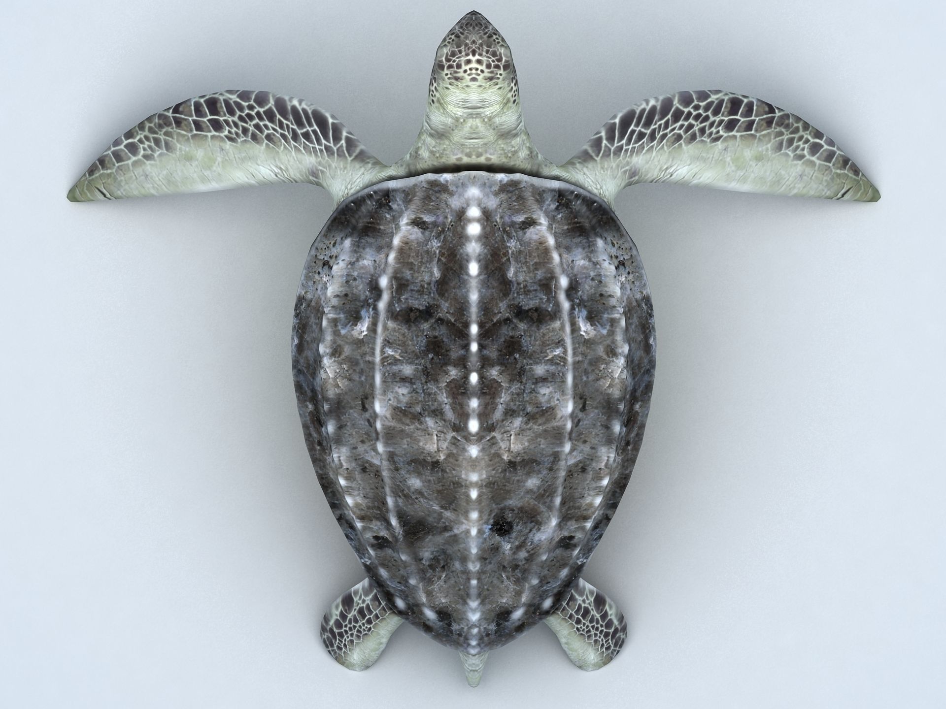 Leatherback Sea Turtle Dermochelys Coriacea Low-poly 3D model_9