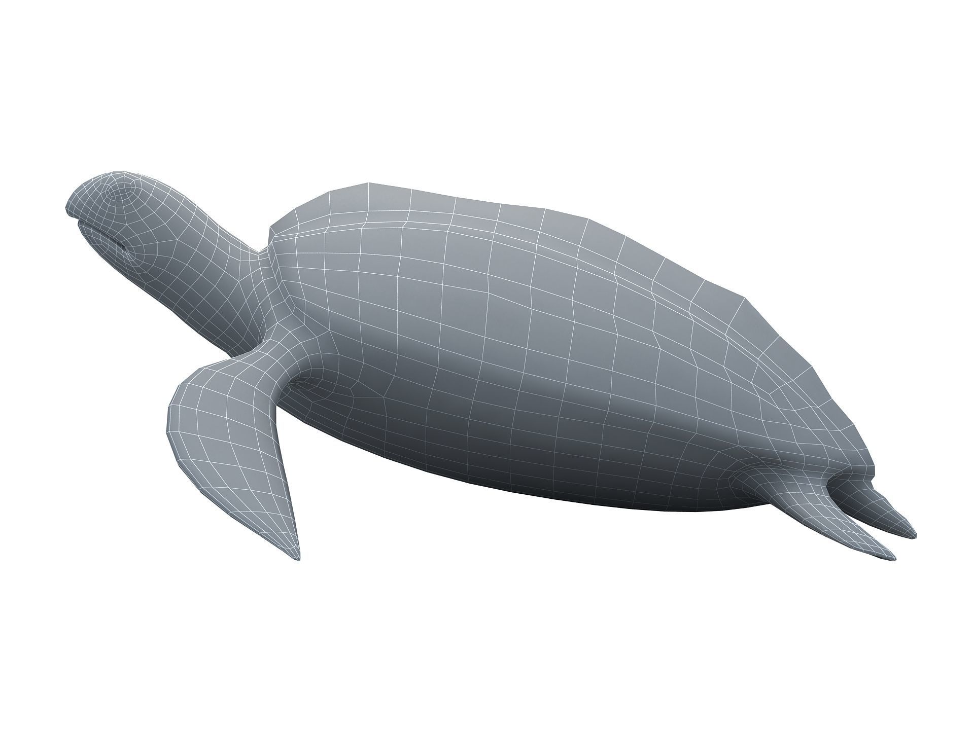 Leatherback Sea Turtle Dermochelys Coriacea Low-poly 3D model_17