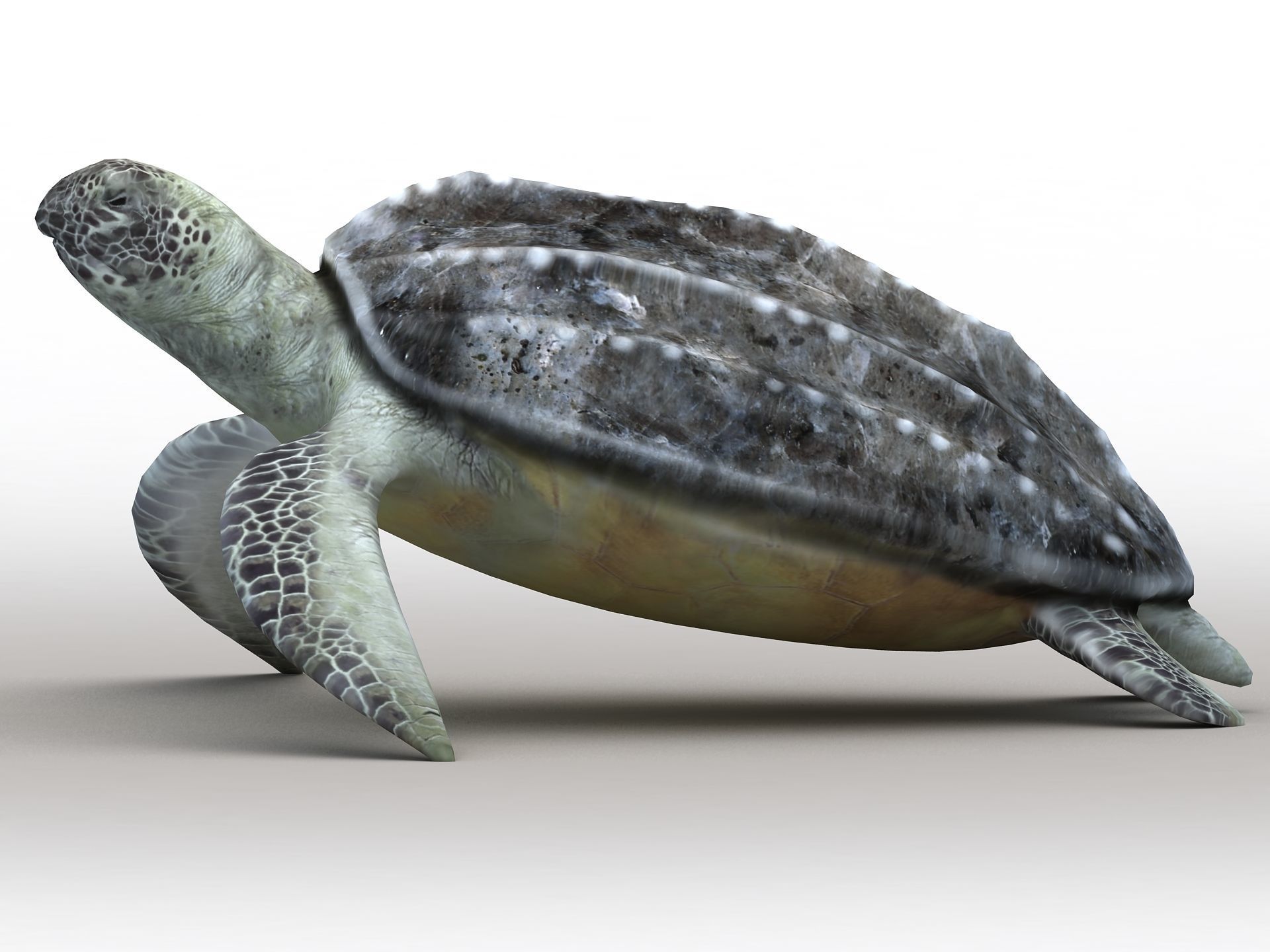 Leatherback Sea Turtle Dermochelys Coriacea Low-poly 3D model_11