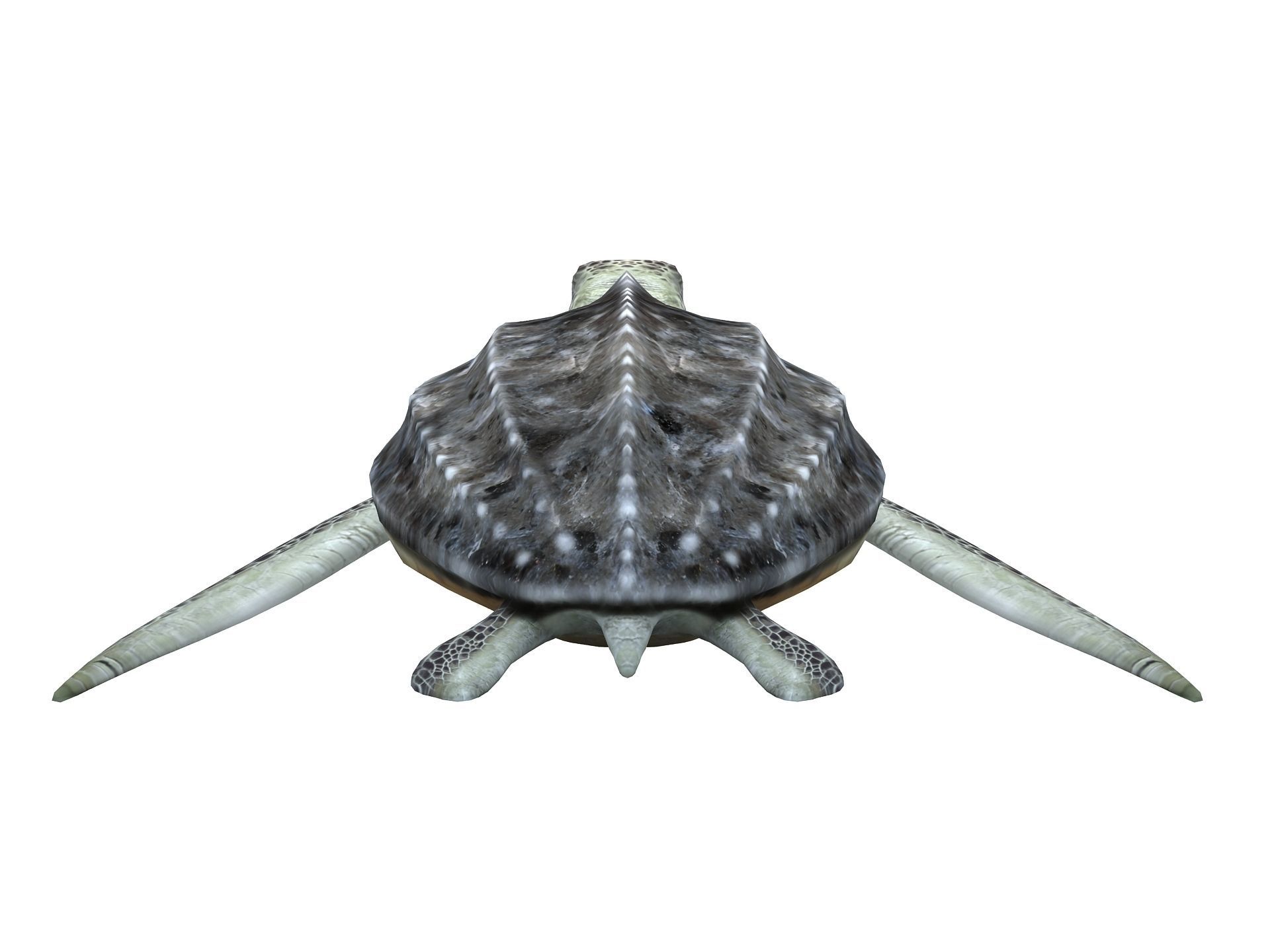 Leatherback Sea Turtle Dermochelys Coriacea Low-poly 3D model_10