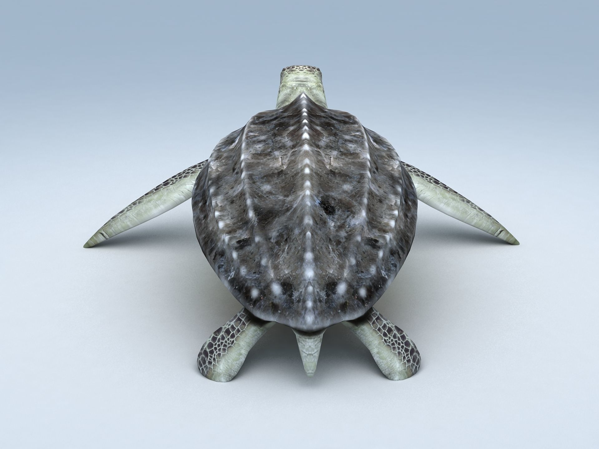 Leatherback Sea Turtle Dermochelys Coriacea Low-poly 3D model_7