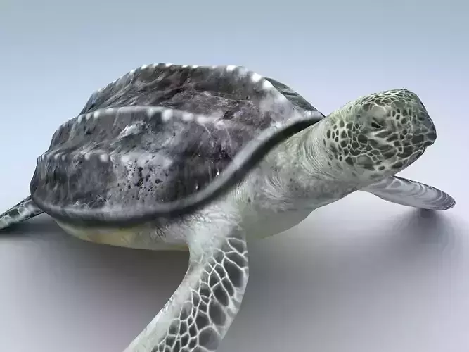 Leatherback Sea Turtle Dermochelys Coriacea Low-poly 3D model