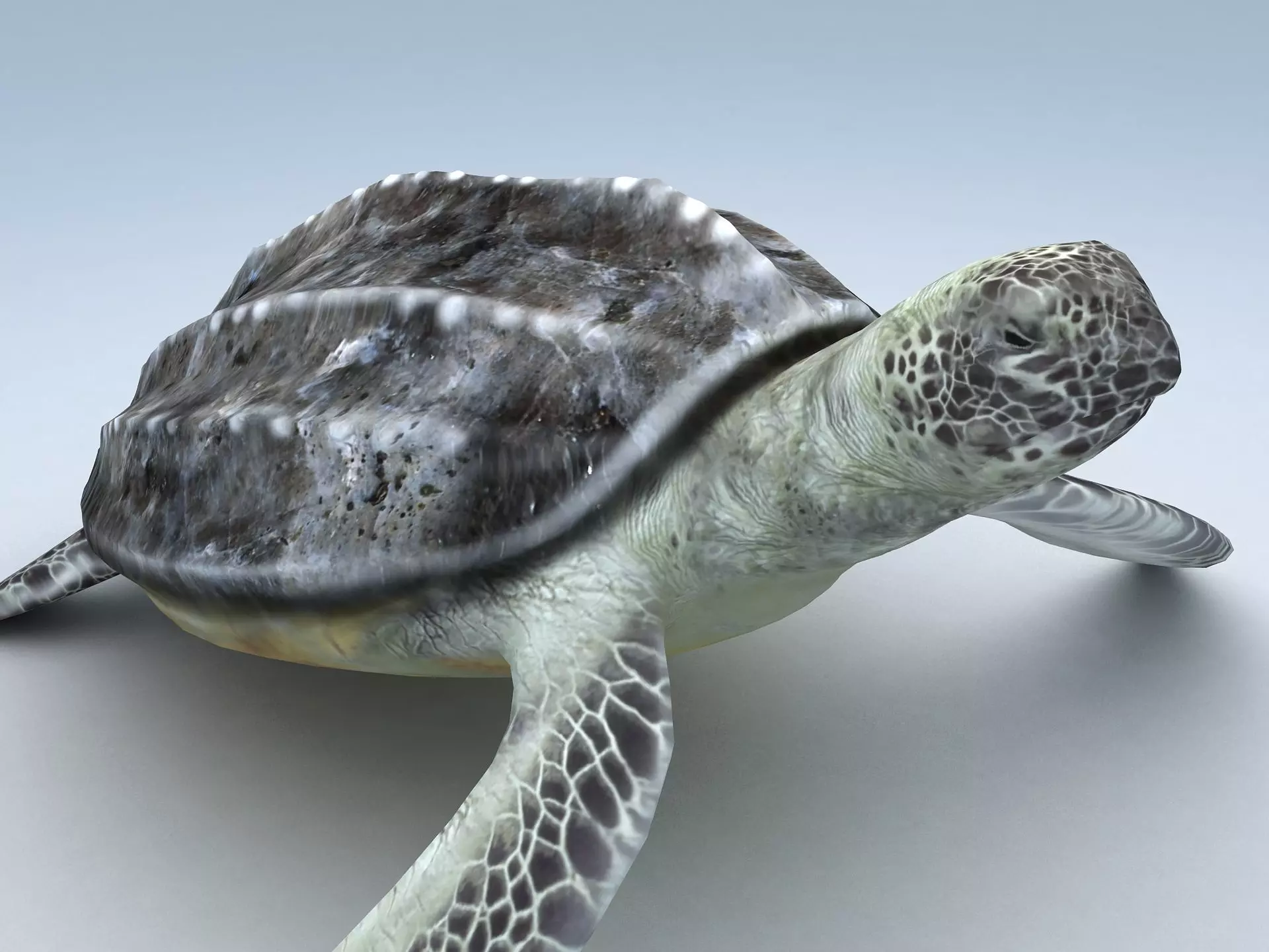 Leatherback Sea Turtle Dermochelys Coriacea Low-poly 3D model_0