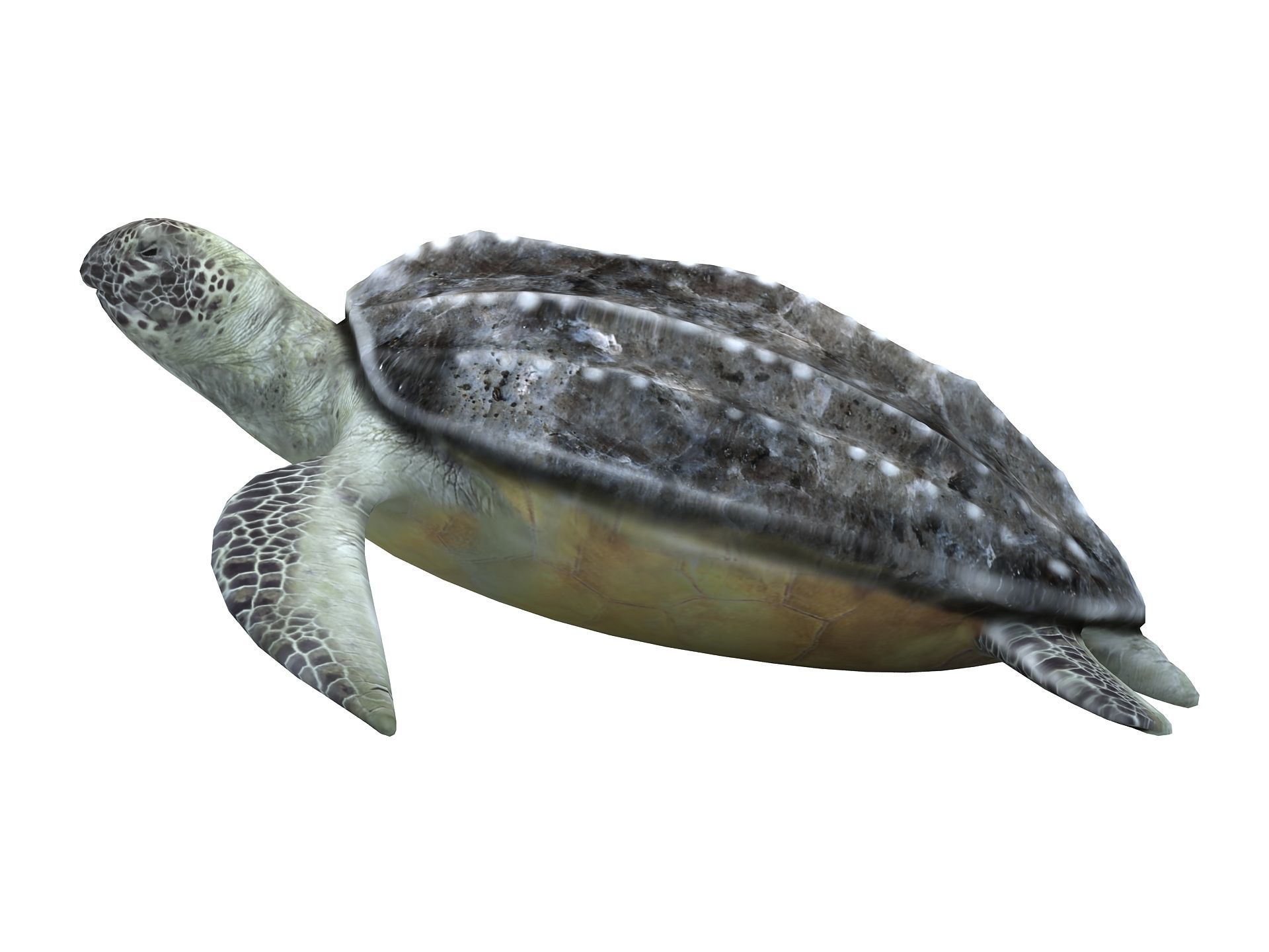 Leatherback Sea Turtle Dermochelys Coriacea Low-poly 3D model_13