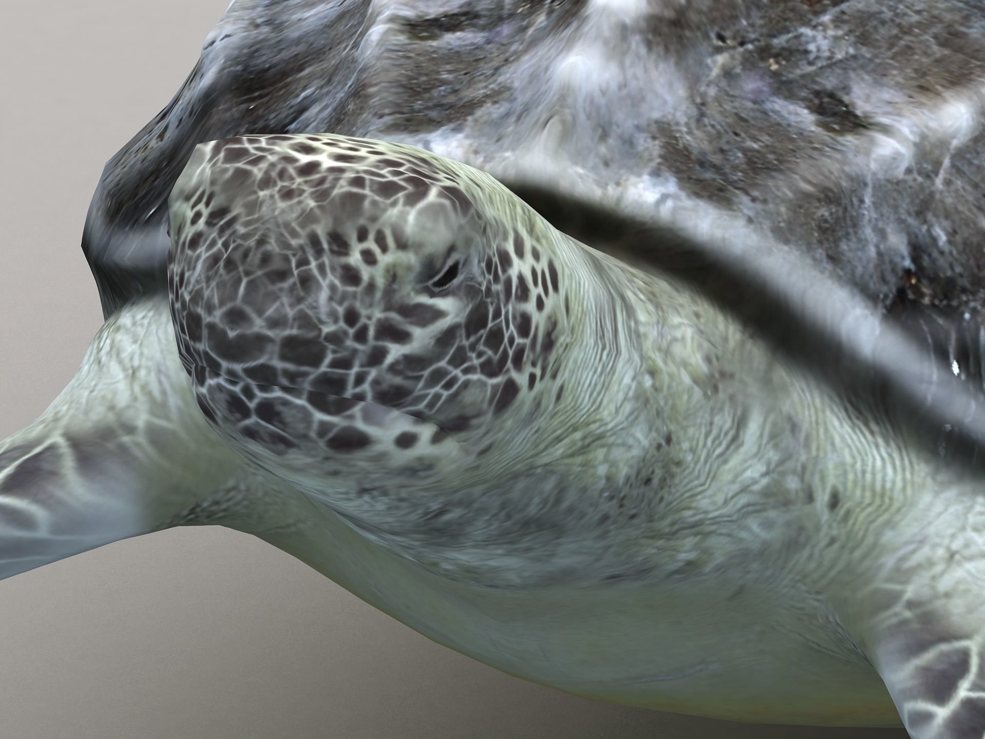Leatherback Sea Turtle Dermochelys Coriacea Low-poly 3D model_5