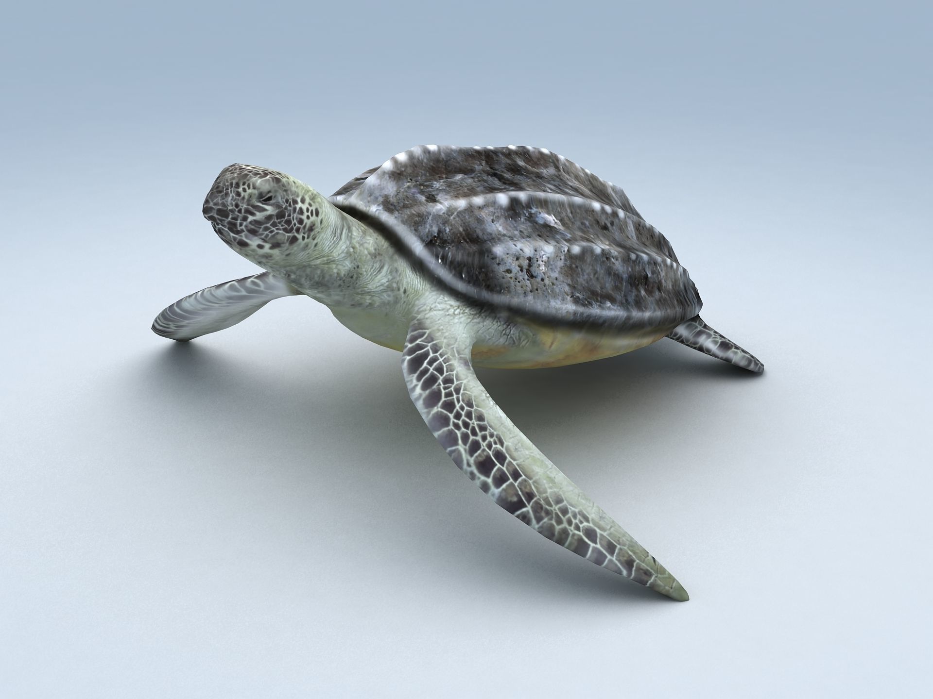 Leatherback Sea Turtle Dermochelys Coriacea Low-poly 3D model_1