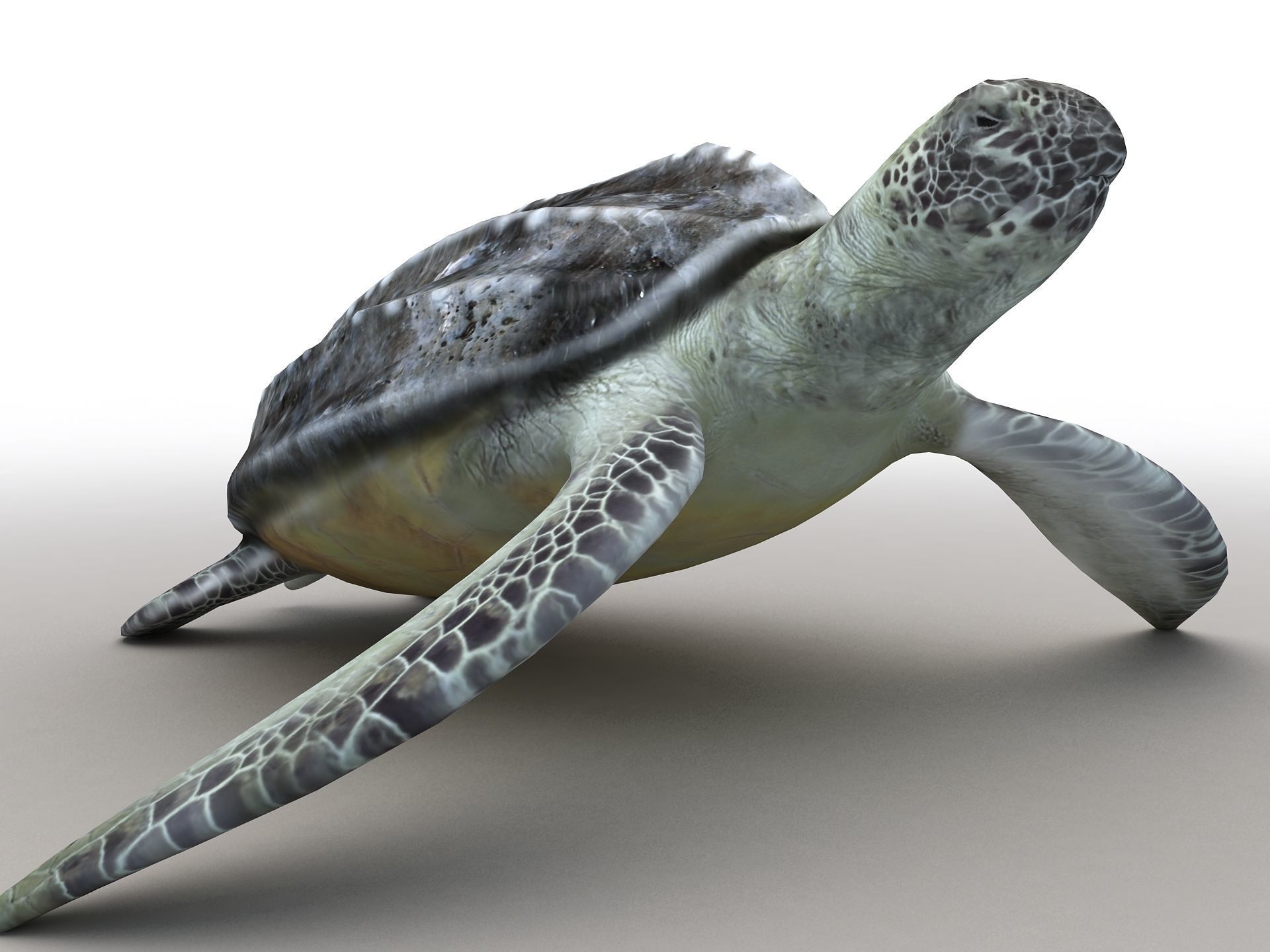 Leatherback Sea Turtle Dermochelys Coriacea Low-poly 3D model_2