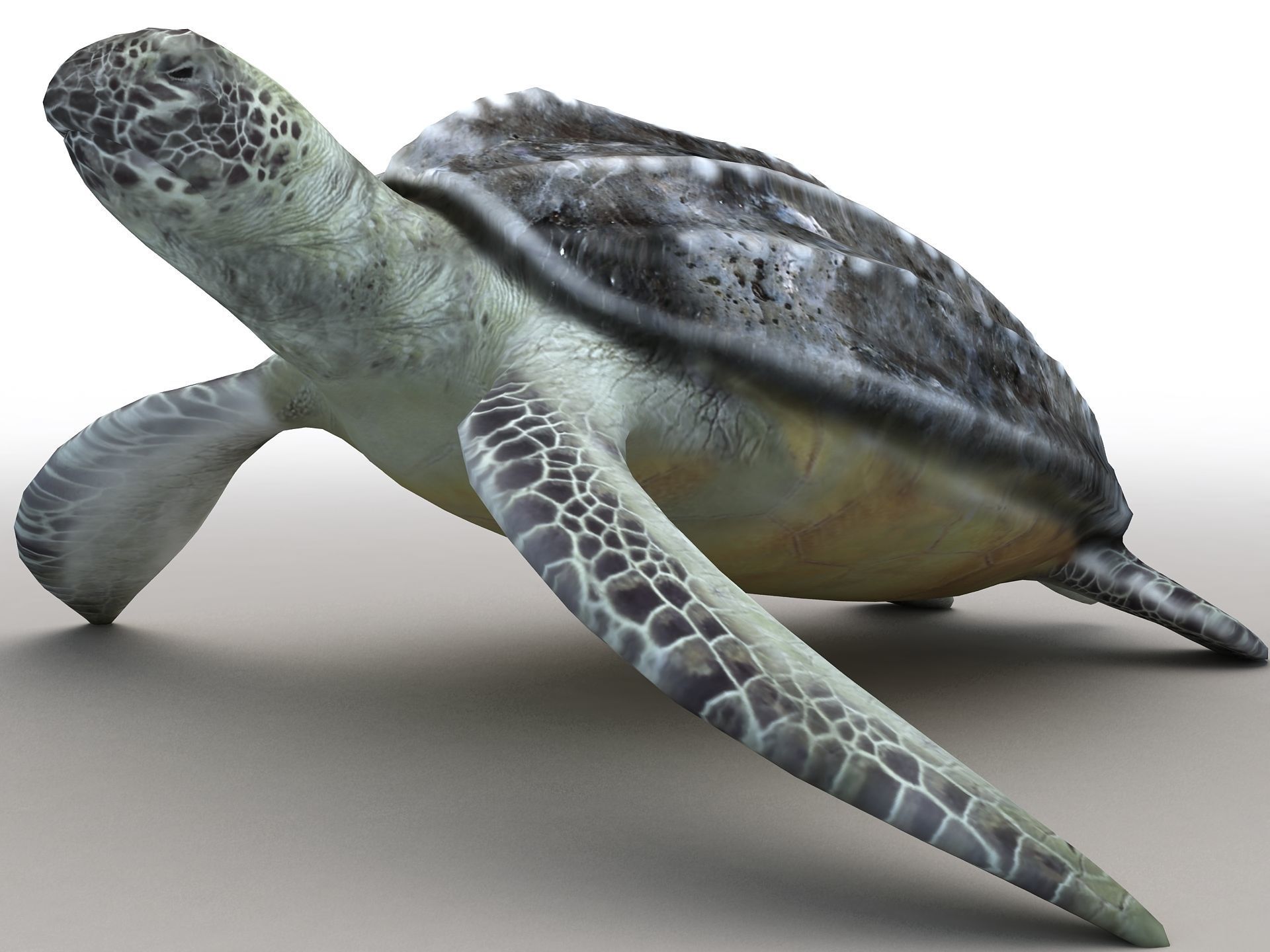 Leatherback Sea Turtle Dermochelys Coriacea Low-poly 3D model_3