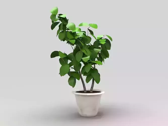 Plant in pot Low-poly 3D model