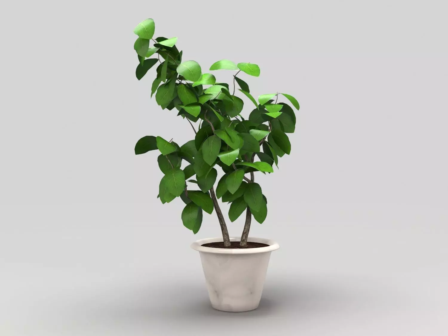 Plant in pot Low-poly 3D model_0